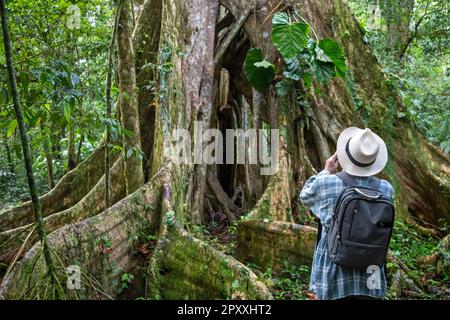Muelle San Carlos, Costa Rica - A tourist photographs a ficus tree in the Costa Rican rain forest. Stock Photo