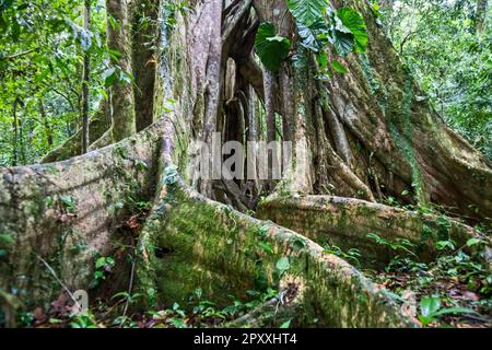 Muelle San Carlos, Costa Rica - The buttress roots of a ficus tree in the Costa Rican rain forest. Stock Photo