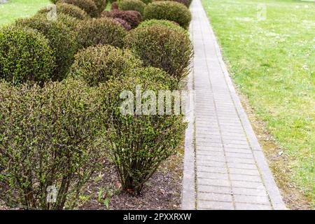 A row of hedges in a garden with a walkway leading to the right. Stock Photo