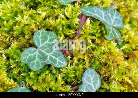Ivy (hedera helix), close up of a variegated leaf variety of the climbing shrub growing through the moss on top of an old stone wall. Stock Photo