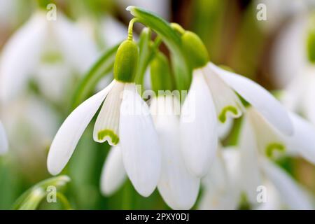 Snowdrops (galanthus nivalis), close up focusing on a single flower amongst many with limited depth of field. Stock Photo