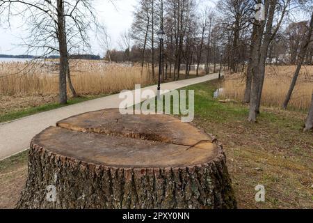 A tree stump with the word lake in the middle Stock Photo