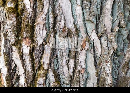The bark of a tree is covered in green moss. Stock Photo