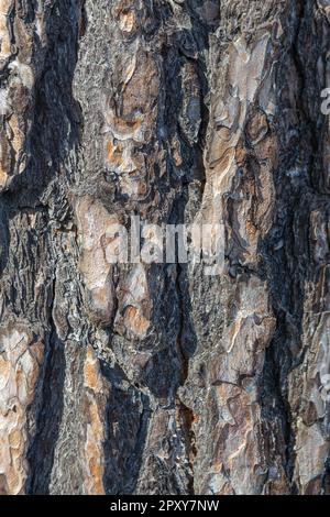 pine bark texture, old pine bark, texture for design Stock Photo
