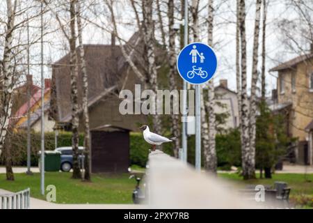 A seagull stands on a pole next to a sign that says'no parking ' Stock Photo