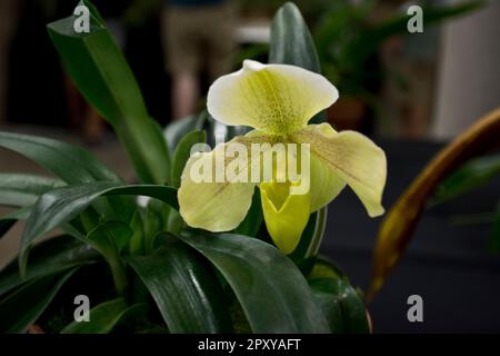 Bright colorful yellowish greenand lady slipper orchid flower bloom in summer and autumn Stock Photo