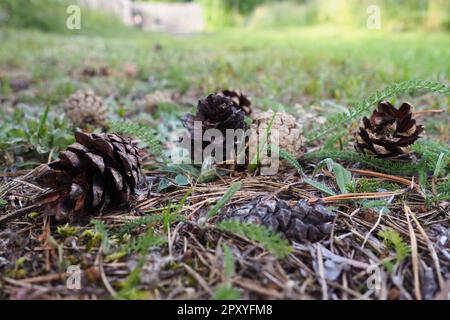 Pine or spruce cones lie on old dried up foliage and on pine needles. close-up. Forest path in a coniferous forest. Green trees in the background. The Stock Photo