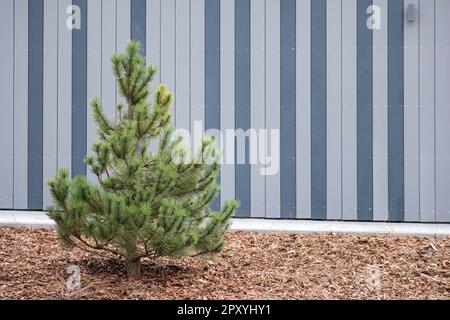 A pine tree stands in front of a building with wood chips around it. Stock Photo