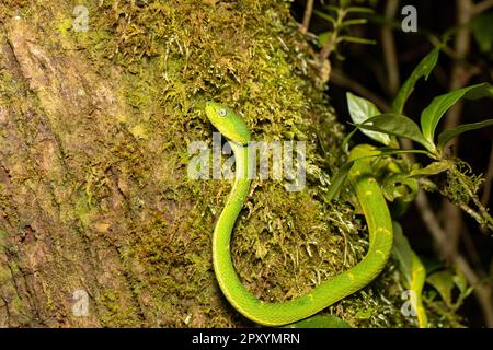 Danger green snake side-striped palm pitviper or side-striped palm viper (Bothriechis lateralis) Venomous pit viper species found in the mountains of Stock Photo