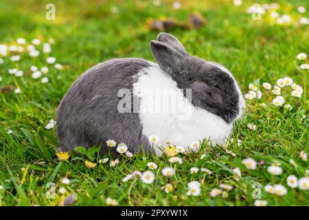 Sleeping lovely gray white rabbit on meadow with chamomile flowers close up Stock Photo