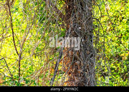 Dry stems of ivy on the trunk of a forest tree Stock Photo
