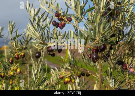Detail of three dark violet olive tree branch, Caceres olive grove, Extremadura, Spain Stock Photo