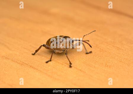 Single Weevil (Curculio glandium) on wooden ground, insect photography macro, nature, biodiversity Stock Photo