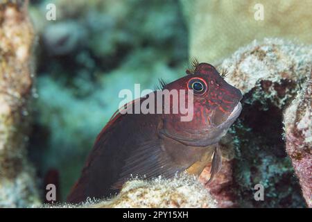 endemic scarface blenny or pao'o, Cirripectes vanderbilti, Honokohau, North Kona Coast, Hawaii Island ( the Big Island ), USA, Central Pacific Ocean Stock Photo