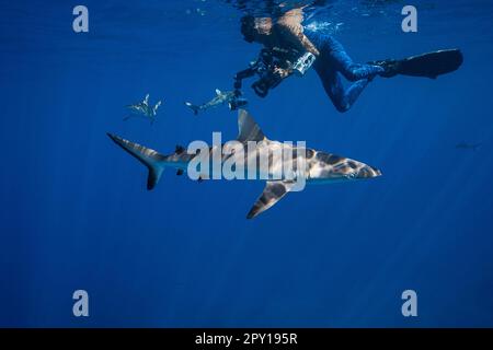 juvenile gray reef sharks, Carcharhinus amblyrhynchos, and underwater photographer, Mahaiula, North Kona, Hawaii (the Big Island),  United States Stock Photo