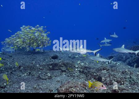 juvenile gray reef sharks, Carcharhinus amblyrhynchos, on lava rock and coral reef and school of bluestripe snappers or taape, Mahaiula, Kona, Hawaii Stock Photo