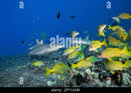 juvenile gray reef sharks, Carcharhinus amblyrhynchos, on lava rock and coral reef with bluestripe snappers or taape and black durgons, Kona, Hawaii Stock Photo