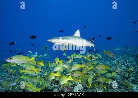 juvenile gray reef sharks, Carcharhinus amblyrhynchos, on lava rock and coral reef with bluestripe snappers or taape, and black durgons, Kona, Hawaii Stock Photo
