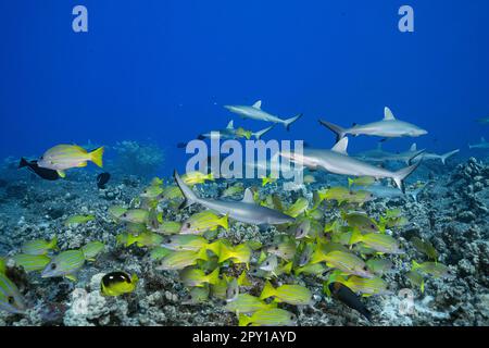 juvenile gray reef sharks, Carcharhinus amblyrhynchos, on lava rock and coral reef with bluestripe snappers or taape, and black durgons, Kona, Hawaii Stock Photo