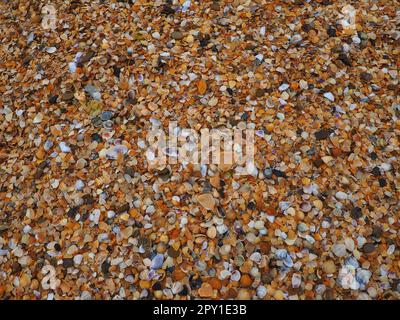 Shells from gastropods of bivalve molluscs living in the Azov and Black seas. Beige, brown, black, white seashells on the shore. The village of Golubi Stock Photo