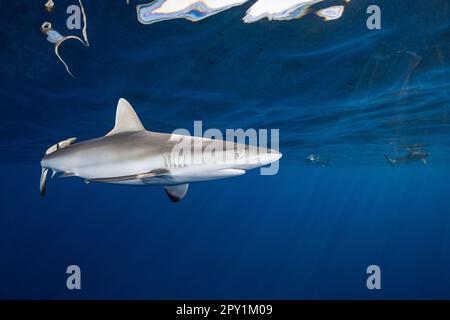 juvenile gray reef sharks, Carcharhinus amblyrhynchos, Mahaiula, North Kona, Hawaii (the Big Island),  United States ( Central North Pacific Ocean ) Stock Photo