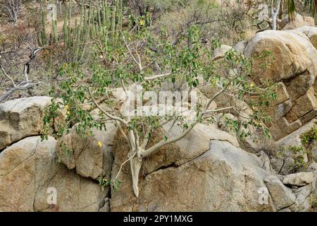 Mexico, Baja California, El Sargento,-Rock Fig Amate Amarillo, Ficus petiolaris Stock Photo
