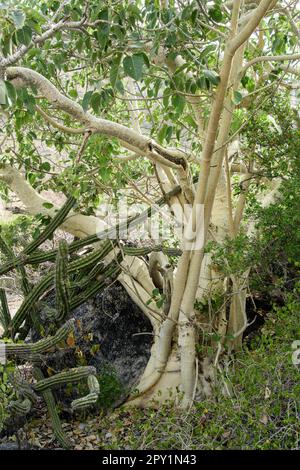 Mexico, Baja California, El Sargento,-Rock Fig Amate Amarillo, Ficus petiolaris Stock Photo