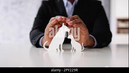 Animal Pet Insurance. Secure Dog And Car Stock Photo