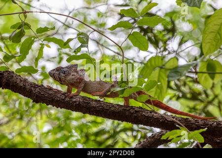 Furcifer nicosiai is a large endemic species of chameleon, a lizard in the family Chamaeleonidae, Tsingy de Bemaraha, Madagascar wildlife animal. Stock Photo