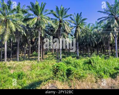 Quepos, Costa Rica - A palm oil plantation. Palm oil is used for cooking and in a wide variety of other products. Unlike many countries, Costa Rica do Stock Photo