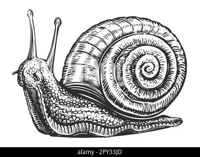 Hand drawn snail crawling on apple. Ink black and white drawing Stock ...