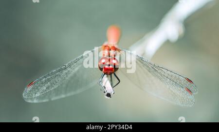 A macro close-up front shot of a red-veined darter ( Sympetrum Fonscolombii ), a red dragonfly looking straight into the camera and perching on a twig Stock Photo