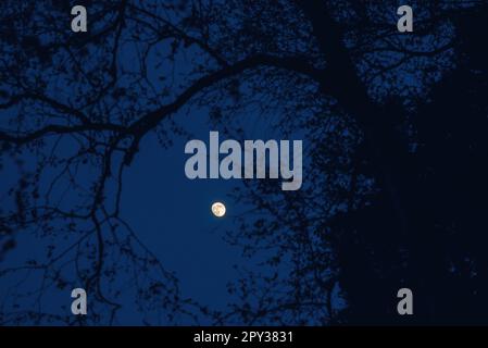 Almost full moon on the night sky between tree branches Stock Photo