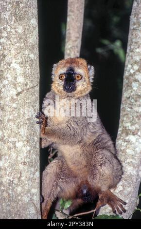 Red-Fronted Brown Lemur (Eulemur fulvus rufus),  Berenty Private Reserve, Anosy, Madagascar Stock Photo