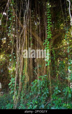 Big Bot or Banyan Tree with Branch root Stock Photo - Alamy