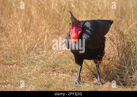 Kaffernhornrabe / Southern ground hornbill / Bucorvus leadbeateri Stock Photo