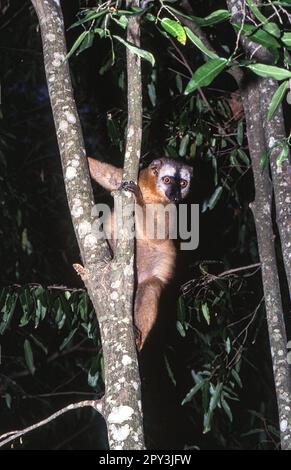 Red-Fronted Brown Lemur (Eulemur fulvus rufus),  Berenty Private Reserve, Anosy, Madagascar Stock Photo
