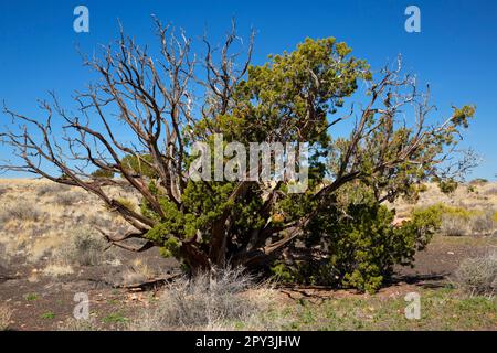Juniper, Coconino National Forest, Arizona Stock Photo