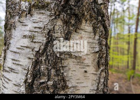 pattern of birch bark with black birch stripes on white birch bark and with wooden birch bark texture close-up isolated on white background Stock Photo