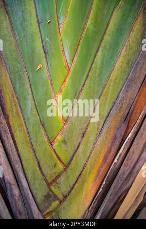 Traveler palm leaf in the nature weave pattern may be used as a background wallpaper Stock Photo