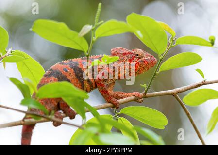 Furcifer nicosiai is a large endemic species of chameleon, a lizard in the family Chamaeleonidae, Tsingy de Bemaraha, Madagascar wildlife animal. Stock Photo