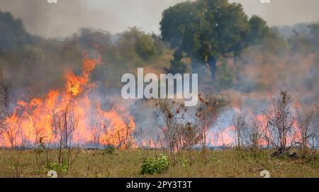 Afrikanischer Busch - Krügerpark - Buschfeuer / African Bush - Kruger Park - Bushfire / Stock Photo