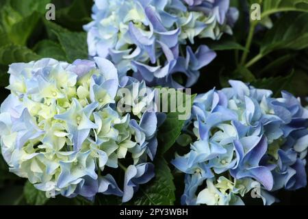 Beautiful hortensia plant with light blue flowers, closeup Stock Photo