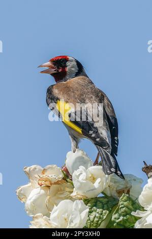 singing in the sun Stock Photo