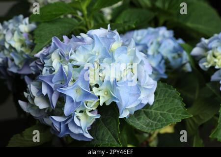 Beautiful hortensia plant with light blue flowers, closeup Stock Photo
