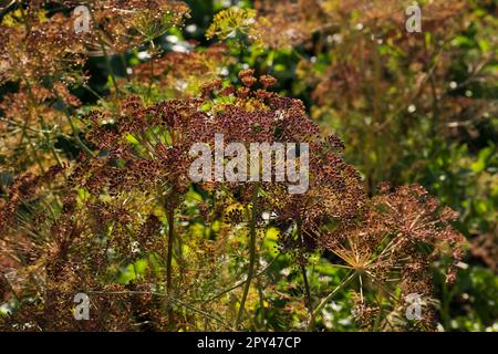 Dry dill flowers outdoors on sunny day, closeup Stock Photo