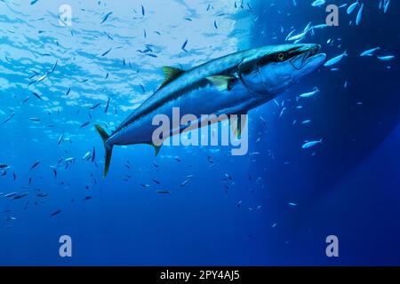 yellowfin tuna underwater in clear waters Stock Photo