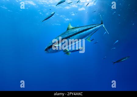 yellowfin tuna underwater in clear waters Stock Photo