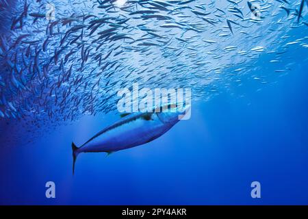 yellowfin tuna underwater in clear waters Stock Photo