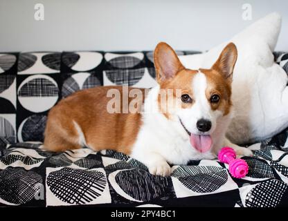 Portrait of Pembroke Welsh Corgi. Portrait of the dog looking at the camera Stock Photo